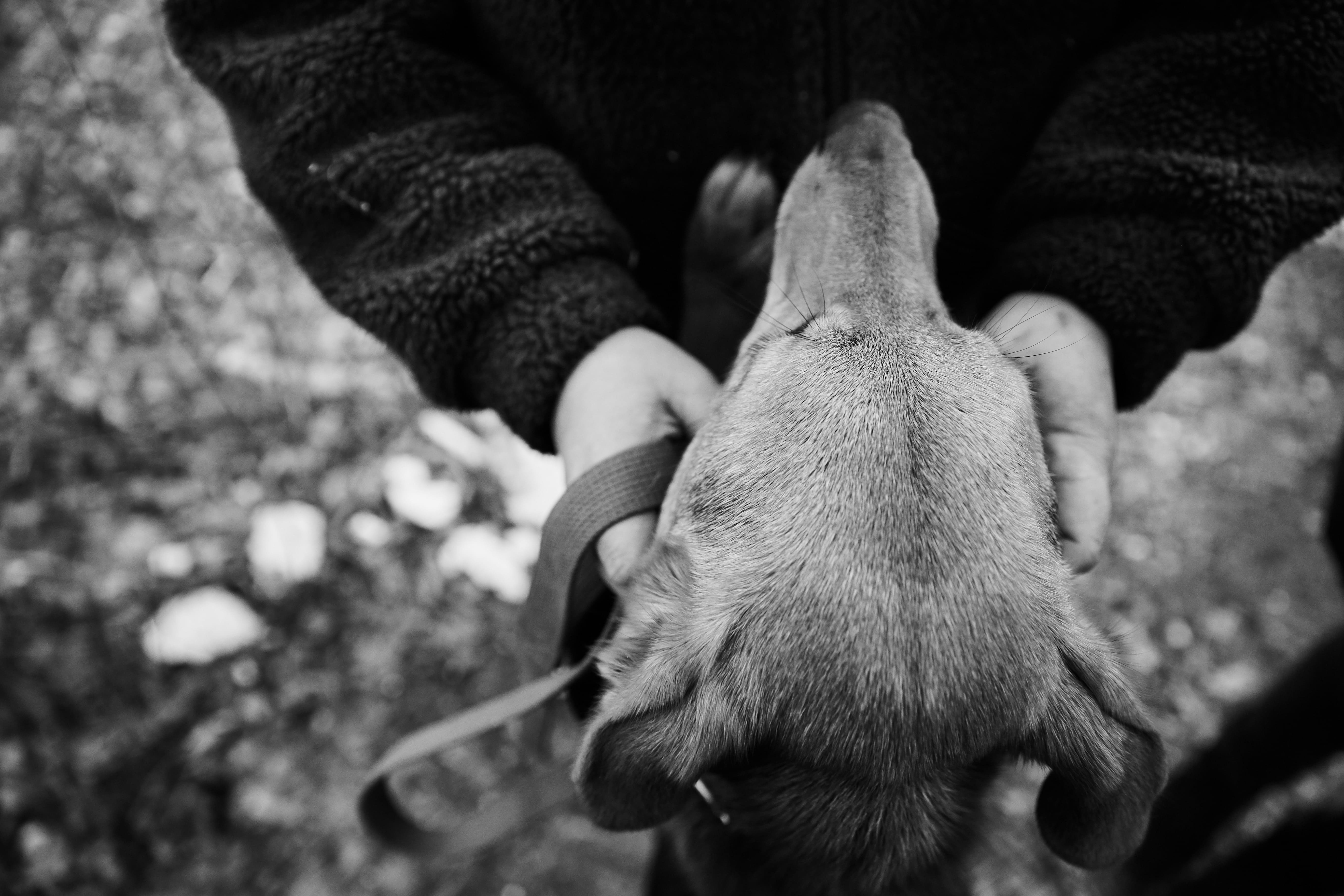 В Тверской области укушенный собакой ребенок получил компенсацию
