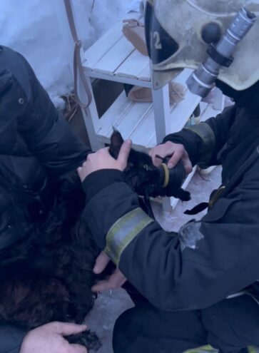 Под Тверью сотрудники МЧС спасли надышавшегося дымом кота Под Тверью сотрудники МЧС спасли надышавшегося дымом кота