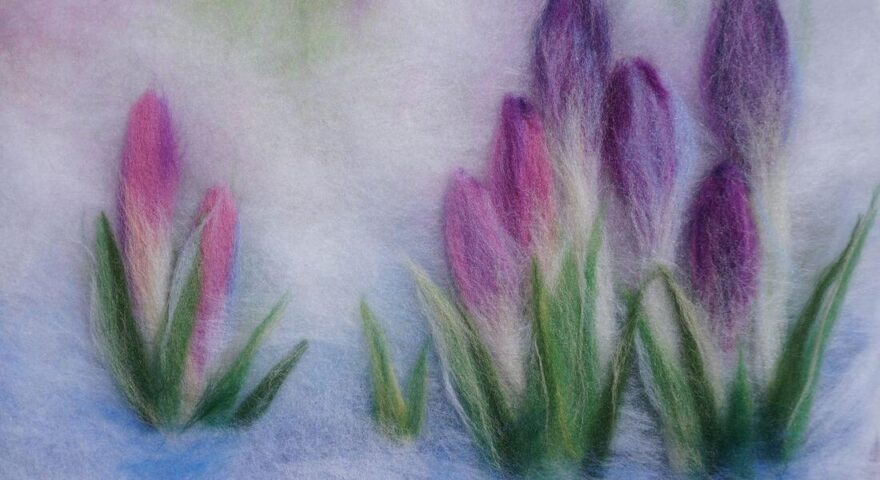 Жителей Твери научат рисовать шерстью Жителей Твери научат рисовать шерстью