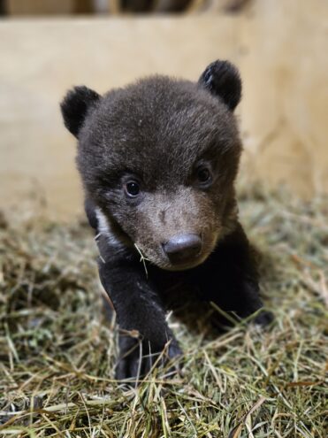 В Центр спасения привезли трех медвежат-сирот из Смоленской области В Центр спасения привезли трех медвежат-сирот из Смоленской области