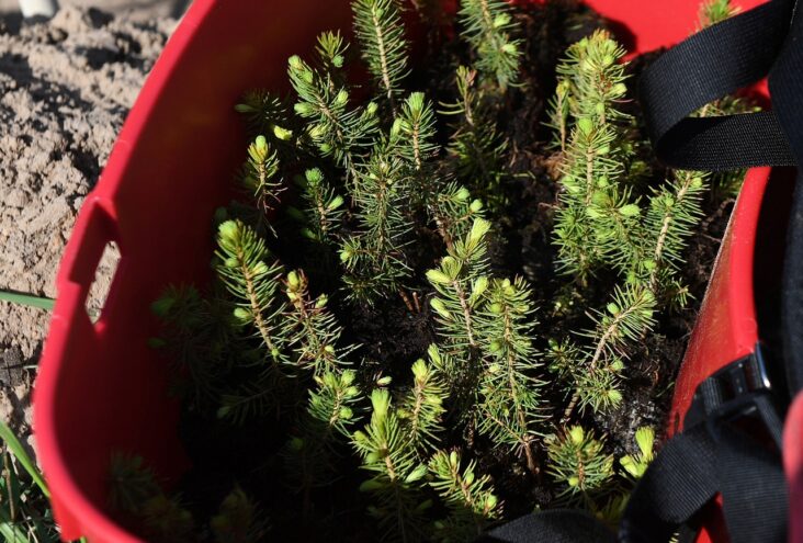 Больше 25 миллионов сеянцев хвойных пород высадят в Тверской области в 2024 году