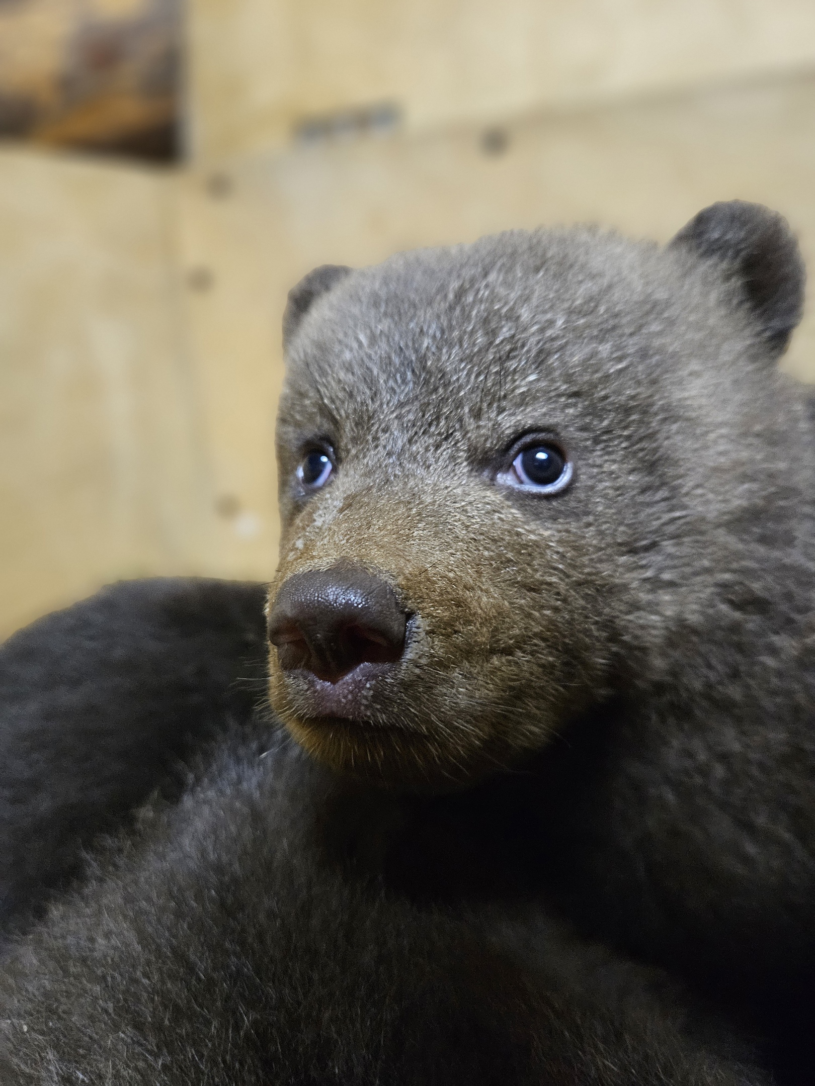Сотрудники Центра спасения медвежат-сирот в Торопецком округе рассказали о развитии подопечных