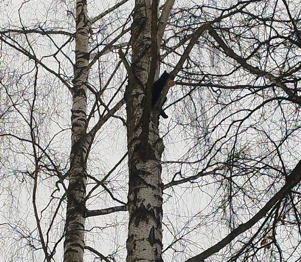 В Тверской области спасатели сняли кота с высокого дерева