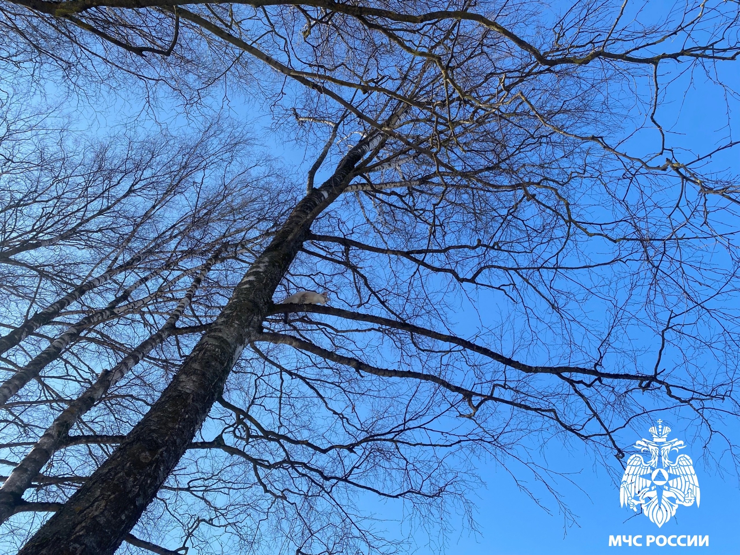 В Бежецке сотрудники МЧС спасли кота, забравшегося на березу