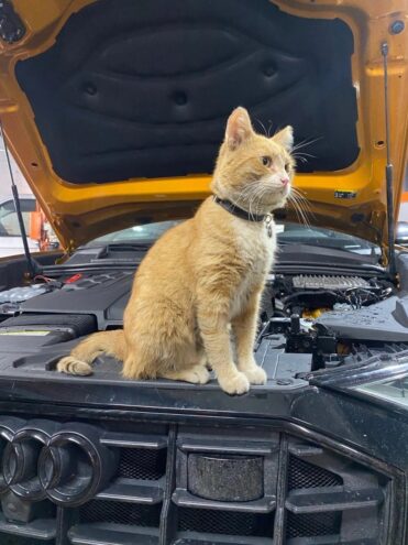 Кот Василий стал работником тверского автосервиса Кот Василий стал работником тверского автосервиса