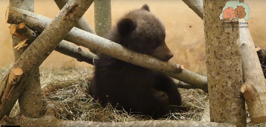 Смоленские медвежата, прибывшие в Тверскую область, получили имена Смоленские медвежата, прибывшие в Тверскую область, получили имена