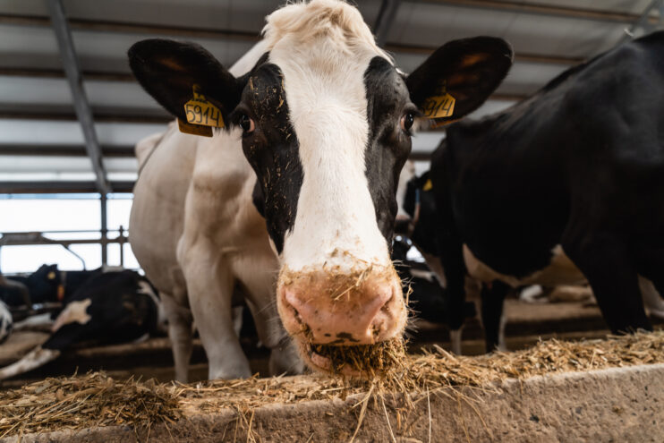 В марте тверская лаборатория провела порядка 12 тысяч исследований на лептоспироз