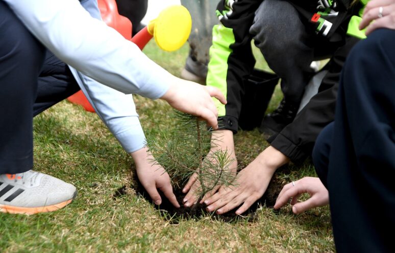 На территории парка «Россия – Моя история» в Твери высадили крымскую сосну На территории парка «Россия – Моя история» в Твери высадили крымскую сосну