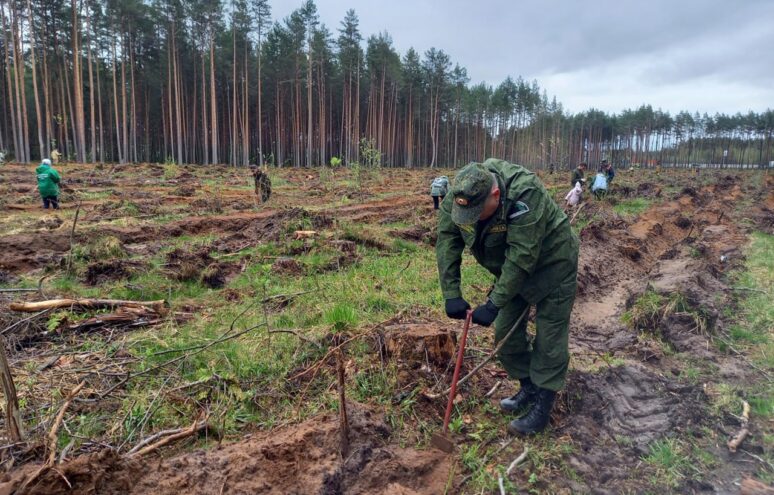 В Тверской области проходит международная акция «Сад памяти» В Тверской области проходит международная акция «Сад памяти»
