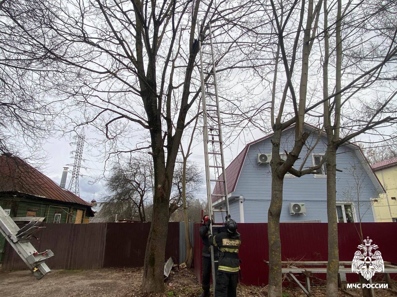 В Твери сотрудники МЧС помогли снять с дерева испуганного кота