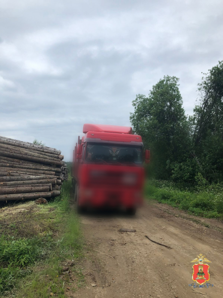 Житель Тверской области организовал незаконную рубку деревьев вблизи озера Селигер