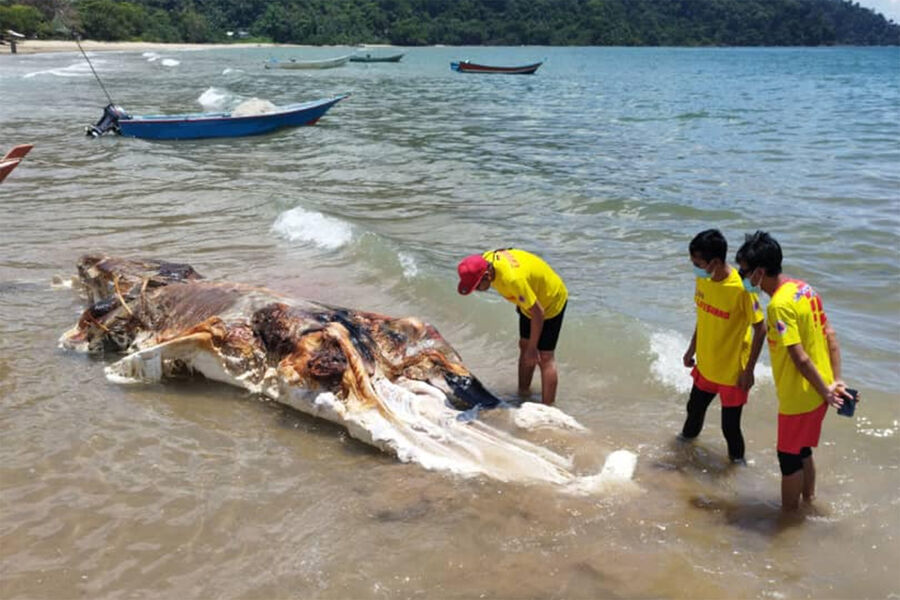 На пляже в Малайзии нашли тушу неизвестного животного