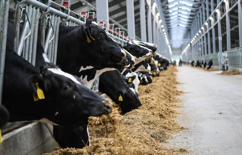 В Тверской области растет производство мяса и молока В Тверской области растет производство мяса и молока