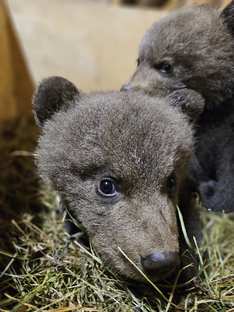 Подопечных Центра спасения медвежат-сирот продолжают адаптировать к лесу