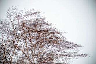 МЧС: В Тверской области усилится западный ветер МЧС предупреждает жителей Тверской области о сильном ветре