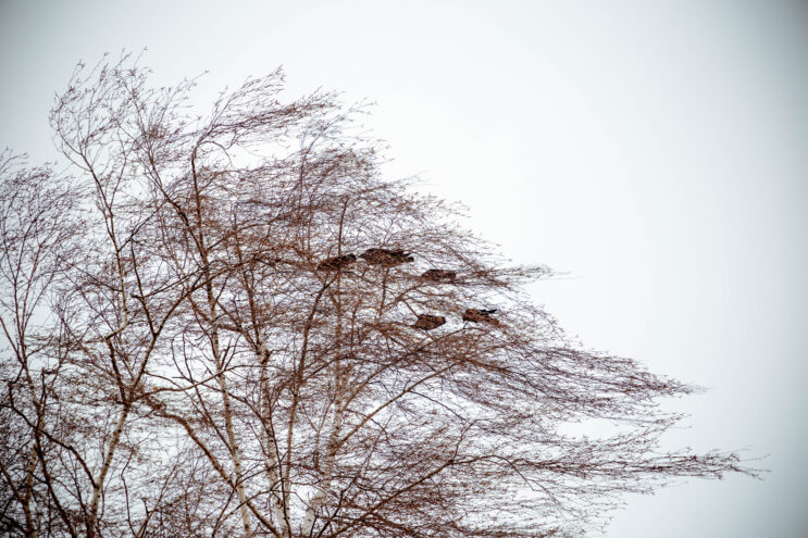 МЧС: В Тверской области усилится западный ветер МЧС предупреждает жителей Тверской области о сильном ветре