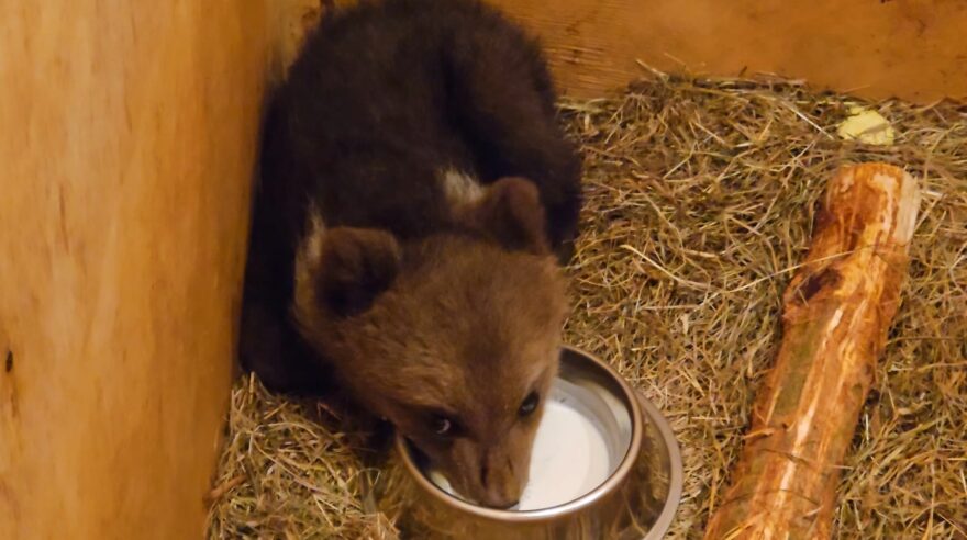 Истощенного медвежонка доставили в Центр спасения в Тверской области