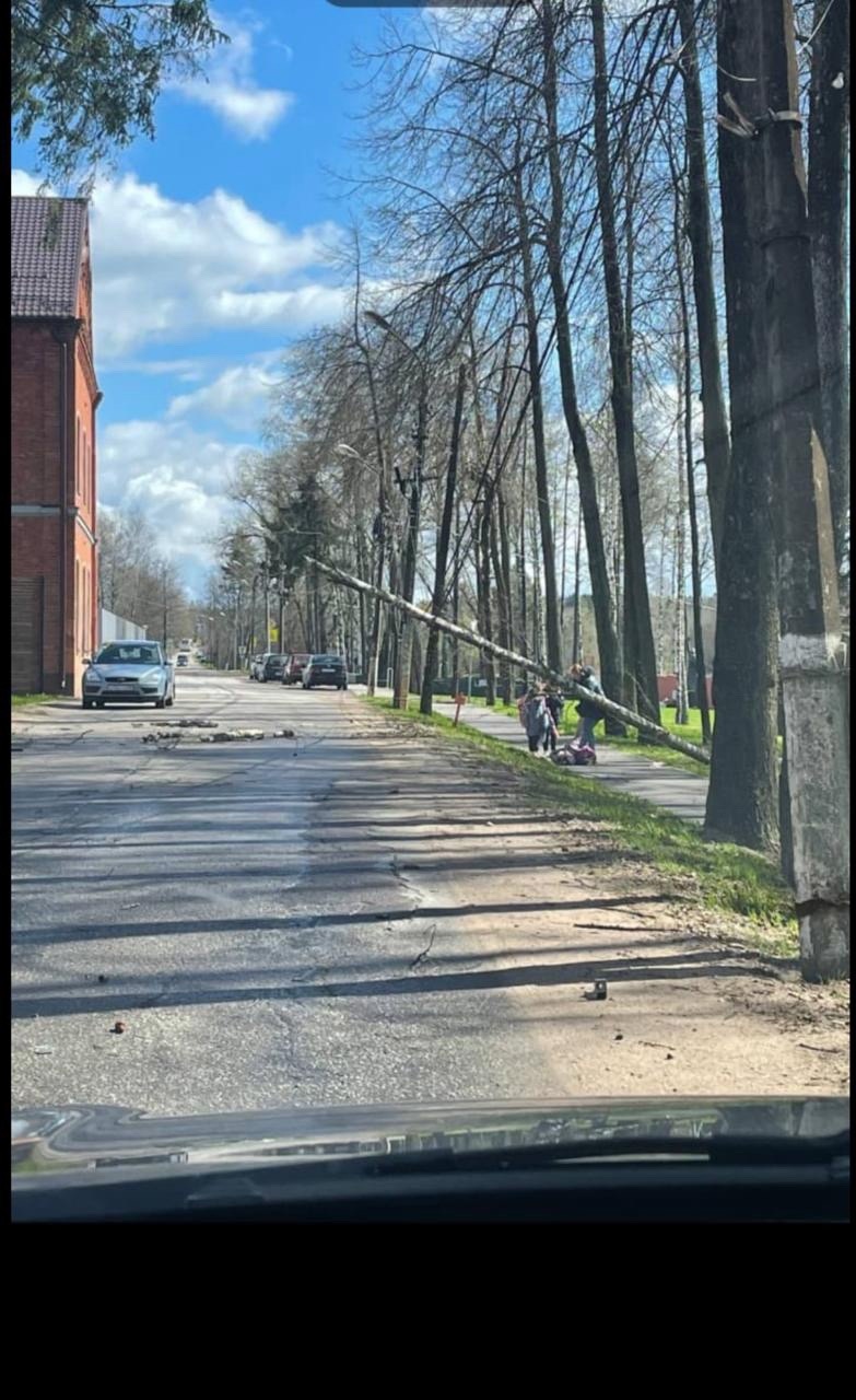 В Тверской области на 7-летнюю девочку упало дерево