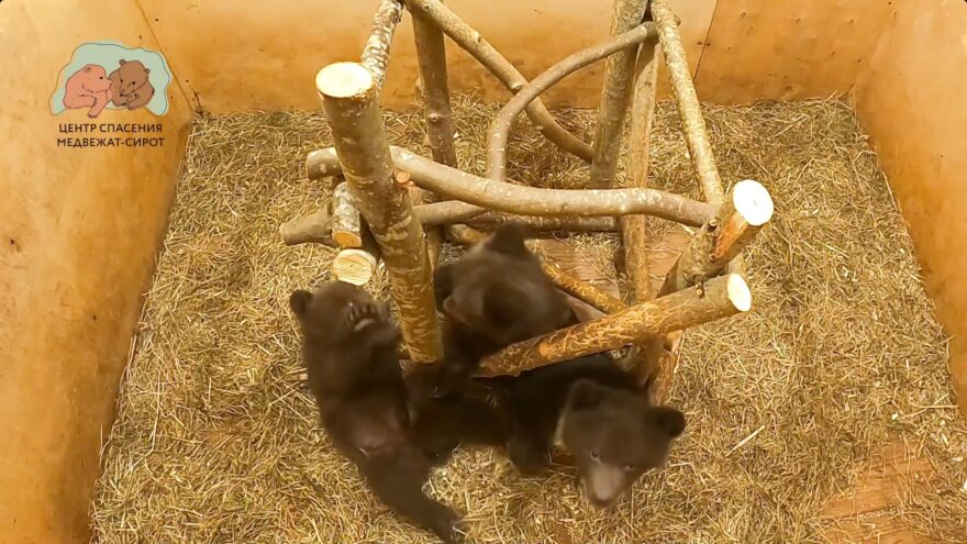 Воспитанники Центра спасения медвежат-сирот начали заниматься на тренажере Воспитанники Центра спасения медвежат-сирот начали заниматься на тренажере