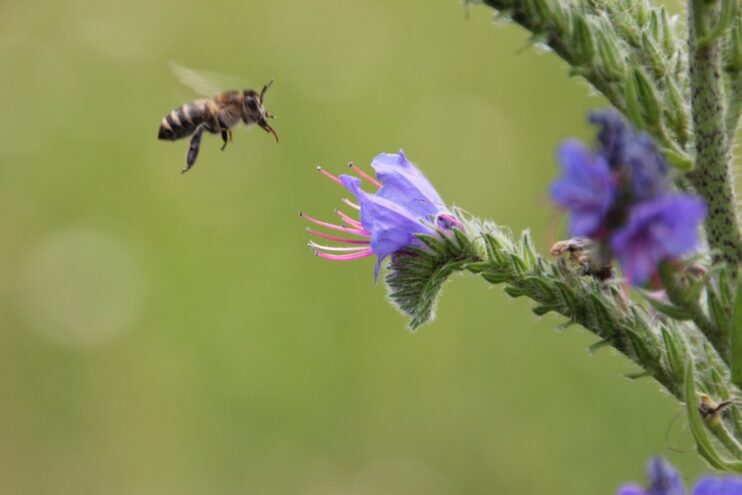 В Тверской области стартовал фотопроект «Цветы природы» В Тверской области стартовал фотопроект «Цветы природы»