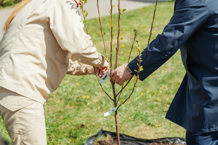 Подведены итоги акции «Сад памяти – 2024»: в Тверской области высадили 9,6 млн сеянцев и саженцев