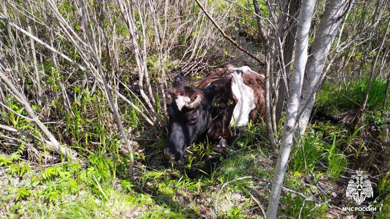 В Тверской области сотрудники МЧС помогли попавшей в беду корове В Тверской области сотрудники МЧС помогли попавшей в беду корове