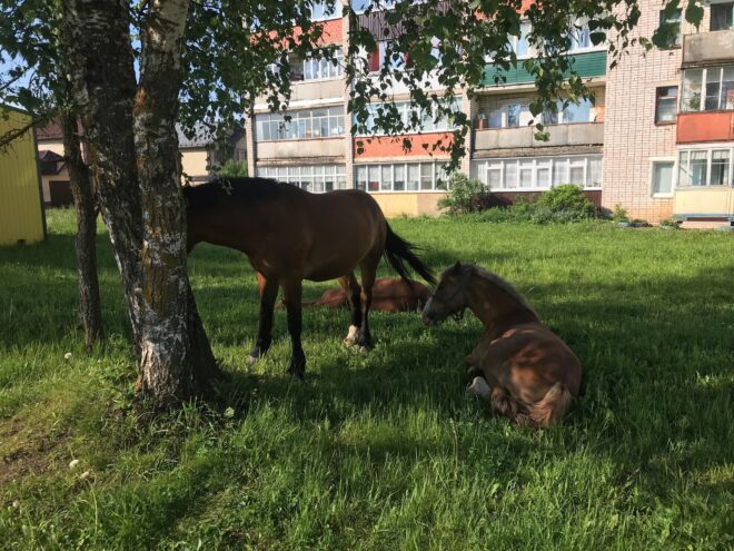 Отдыхающие лошади возмутили жителей города Нелидово Отдыхающие лошади возмутили жителей города Нелидово
