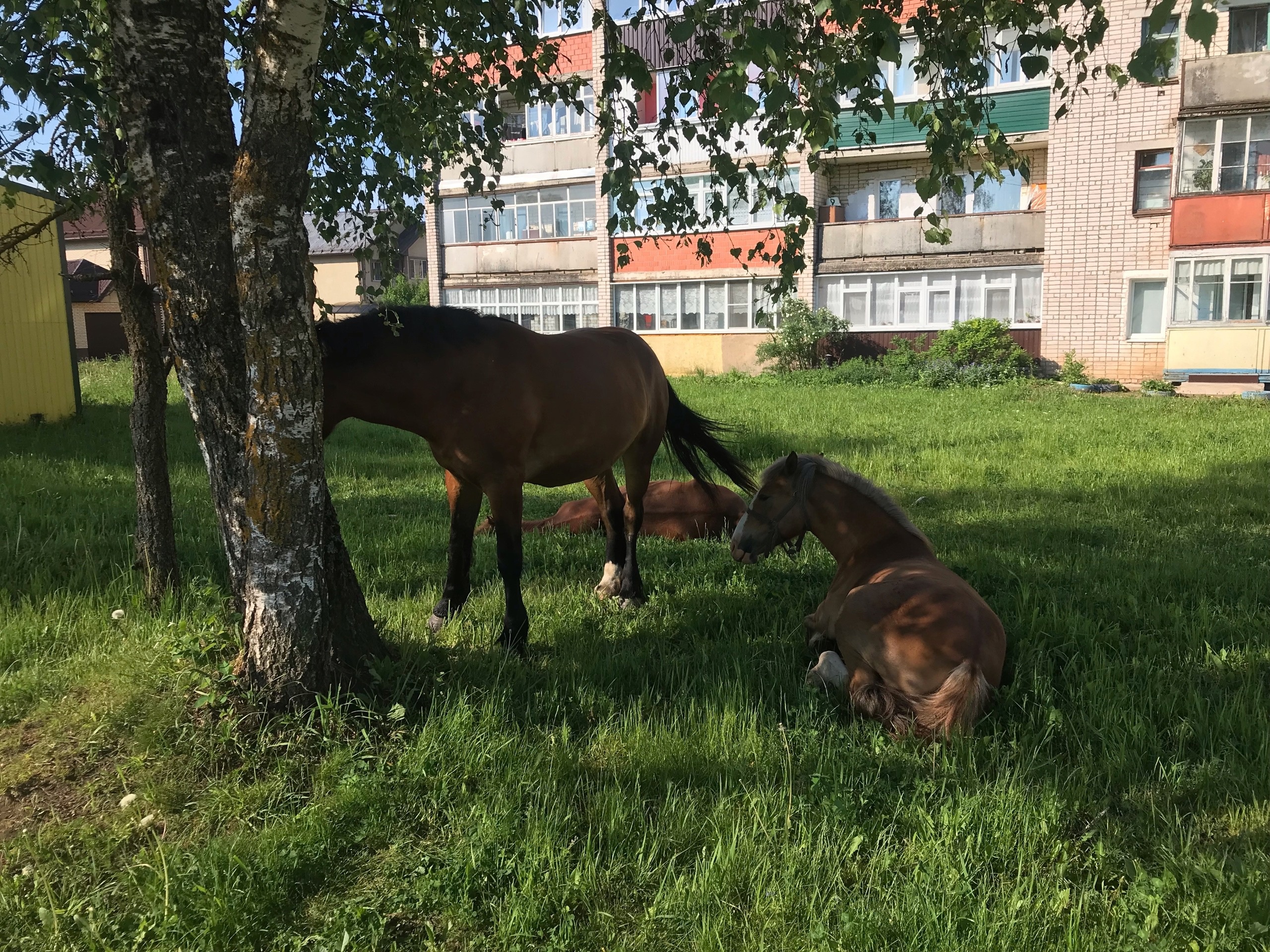 Отдыхающие лошади возмутили жителей города Нелидово Отдыхающие лошади возмутили жителей города Нелидово