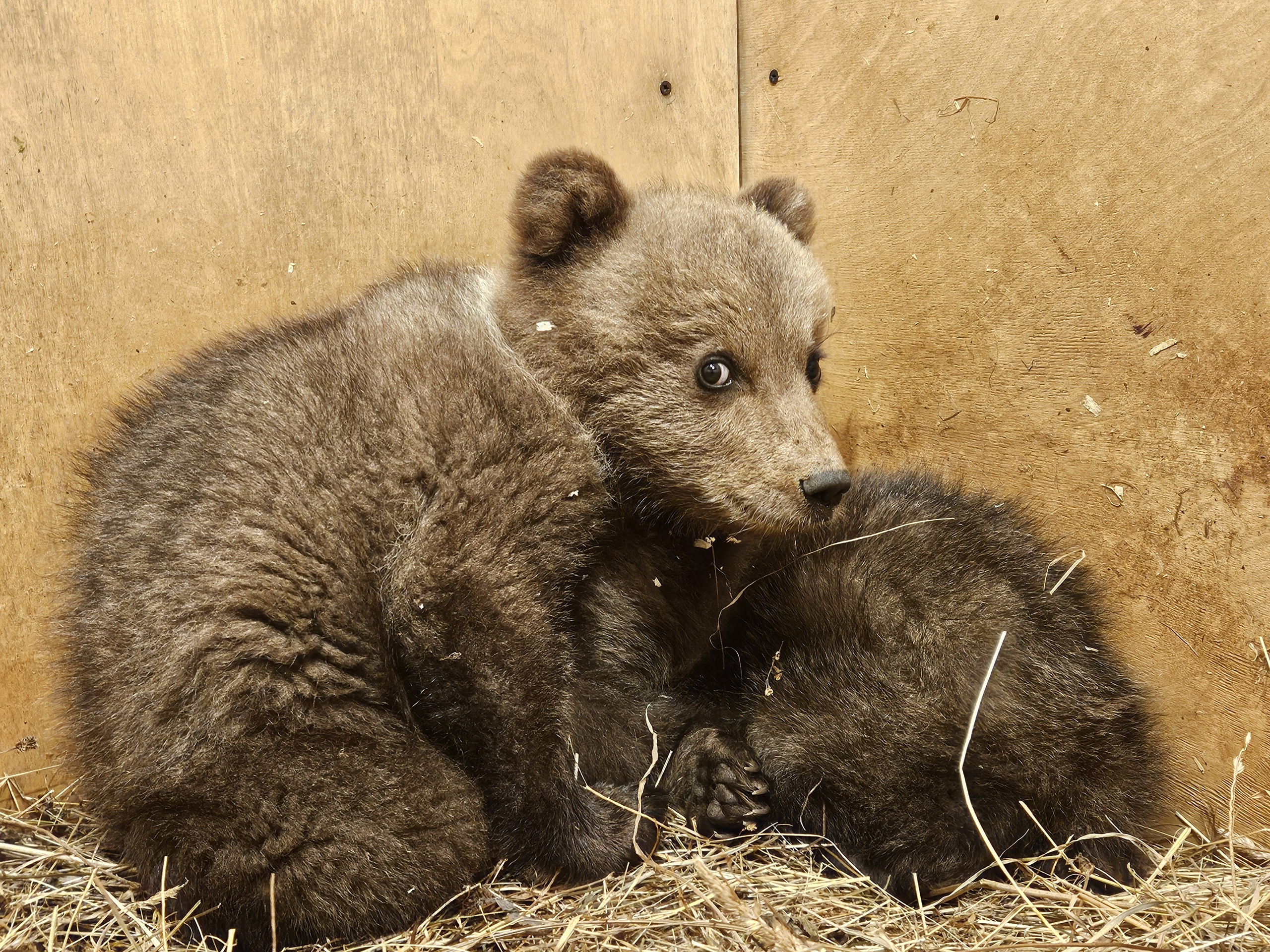 В Центре спасения медвежат-сирот появились еще двое диких мальчишек