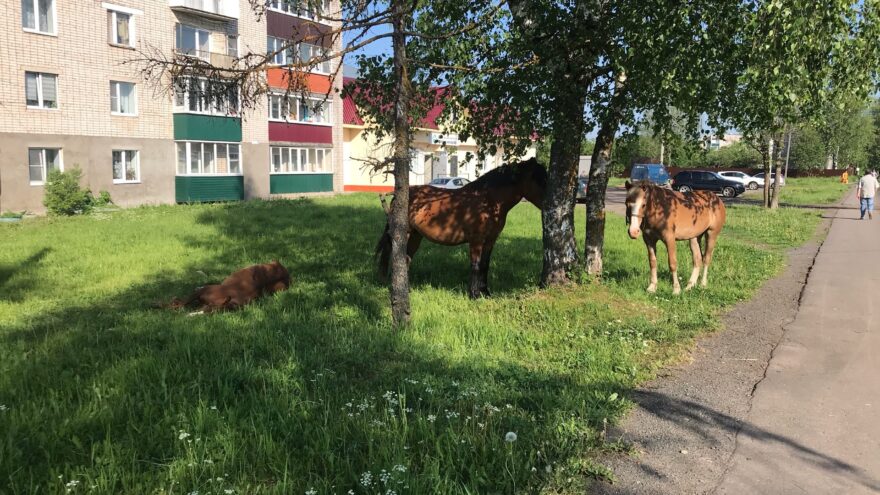 Отдыхающие лошади возмутили жителей города Нелидово