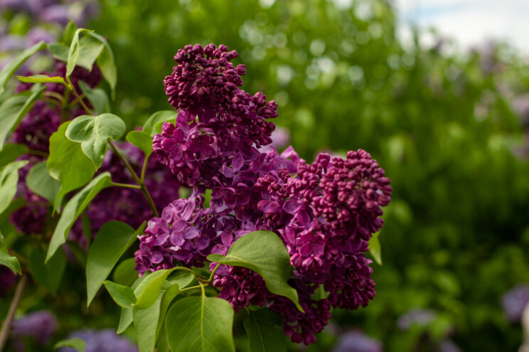 В тверском Императорском дворце зацвел Сиреневый сад