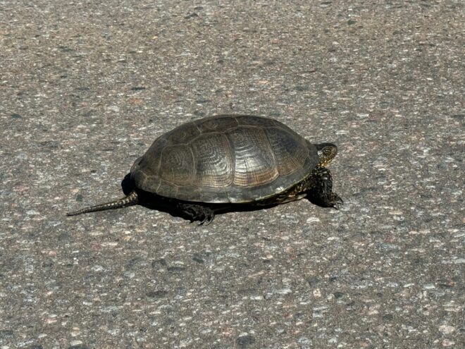 Глава Ржевского округа встретил на дороге черепаху