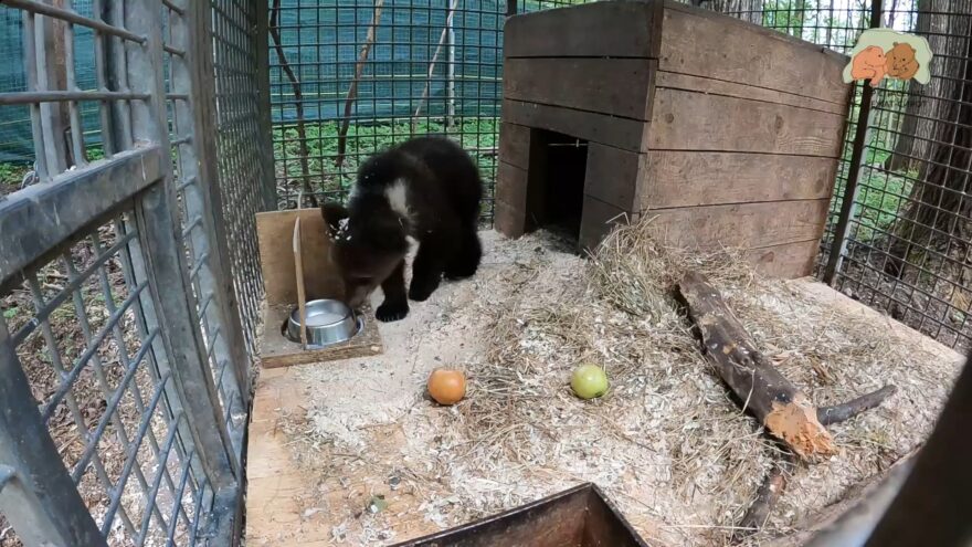 Новому воспитаннику Центра спасения медвежат-сирот дали имя