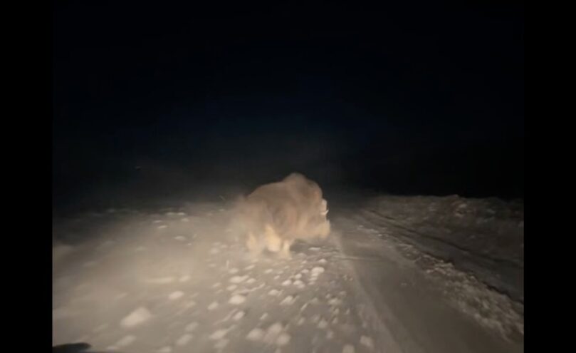 Тверской путешественник встретил в Арктике современника мамонта Тверской путешественник встретил в Арктике современника мамонта