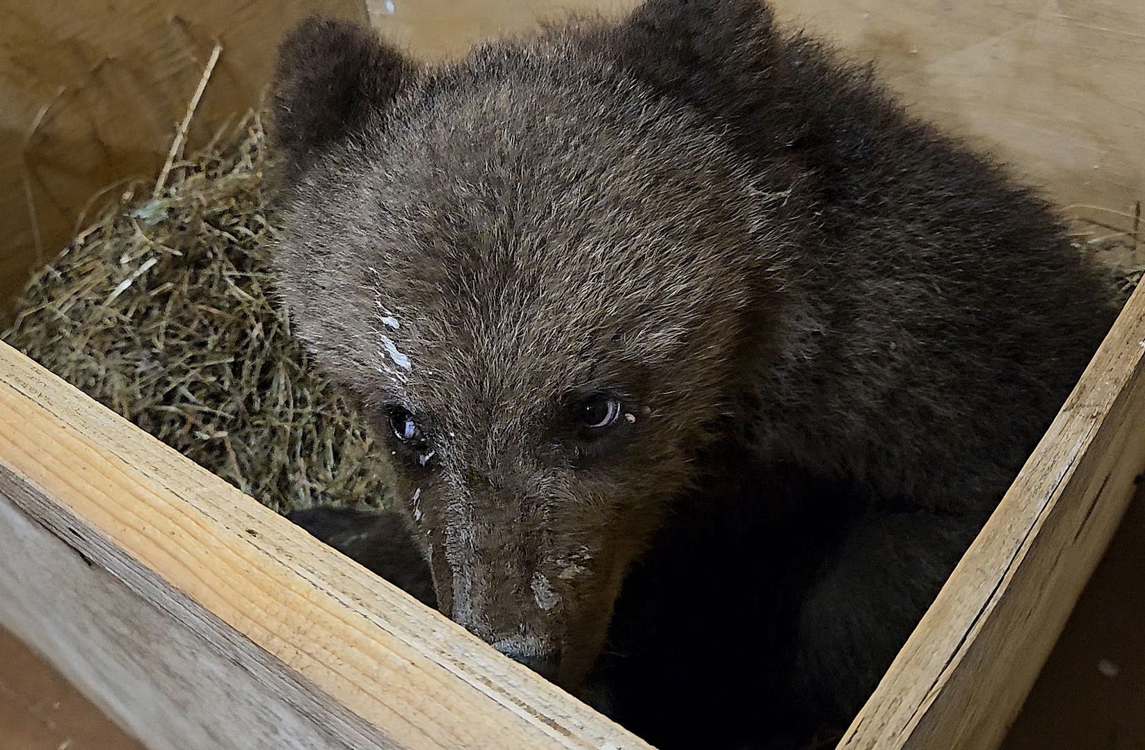 Торопецкие биологи рассказали о состоянии медвежонка, которого нашли на обочине дороги в Псковской области