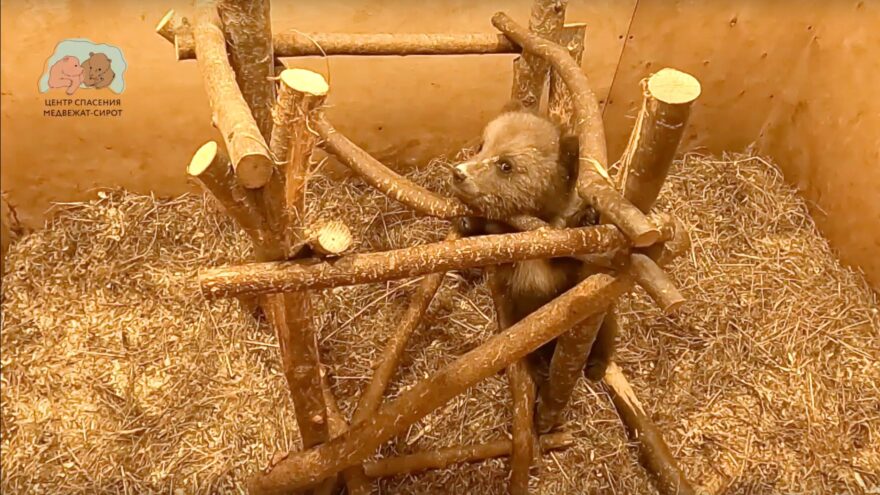 Слабый новгородский медвежонок идет на поправку в Центре спасения в Тверской области