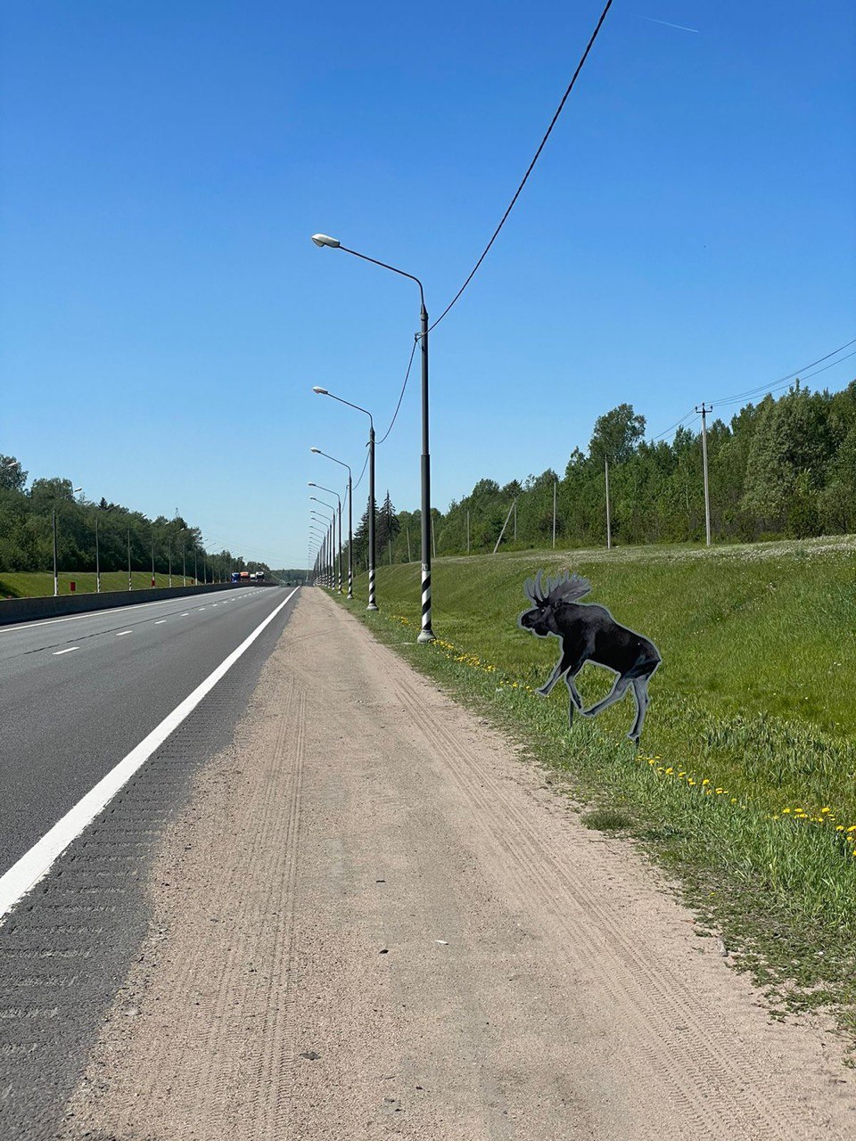 На дорогах Тверской области появились пластиковые лоси На дорогах Тверской области появились пластиковые лоси