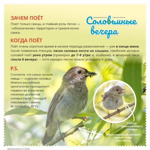 Областная станция юннатов приглашает на Всероссийскую акцию по учёту соловьев «Соловьиные вечера» Областная станция юннатов приглашает на Всероссийскую акцию по учёту соловьев «Соловьиные вечера»