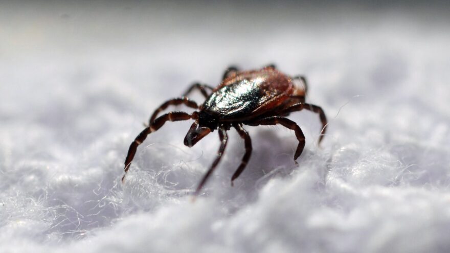 Клещи в Тверской области укусили больше 2000 человек