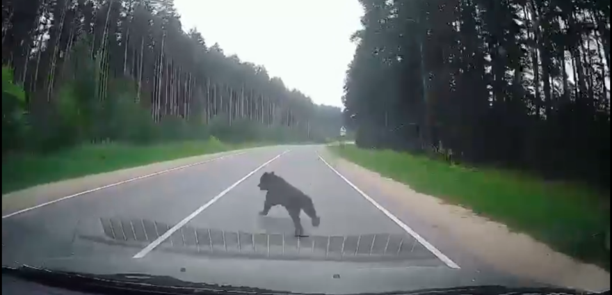 На трассе в Тверской области сбили медвежонка На трассе в Тверской области сбили медвежонка