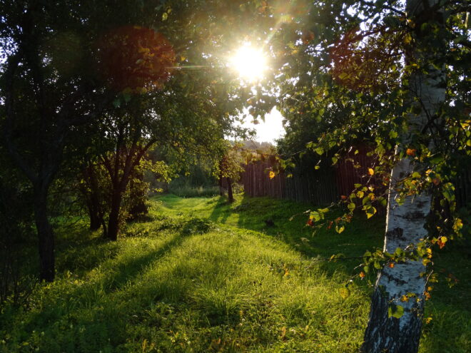 Погода обрадует жителей Тверской области солнцем и жарой