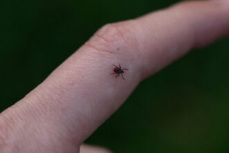 Опасные клещи-мутанты скоро могут появиться в Тверской области Опасные клещи-мутанты скоро могут появиться в Тверской области
