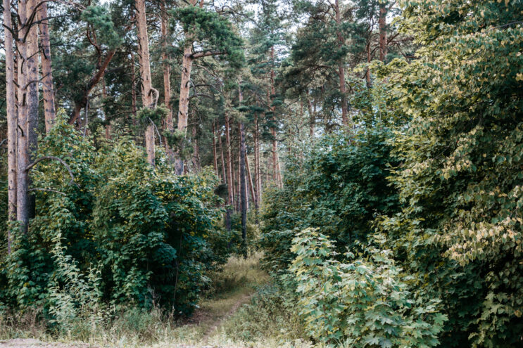 На заседании регионального правительства рассмотрят госпрограмму «Лесное хозяйство Тверской области» В Торопецком округе Тверской области ввели запрет на посещение лесов