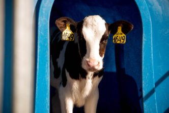 В Тверской области бывший работник фермы украл телёнка