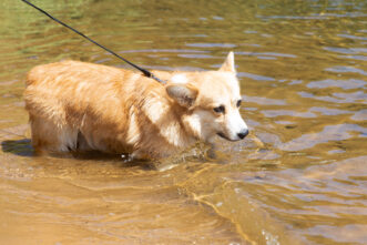 Стало известно, где можно безопасно искупаться в Твери Стало известно, где можно безопасно искупаться в Твери