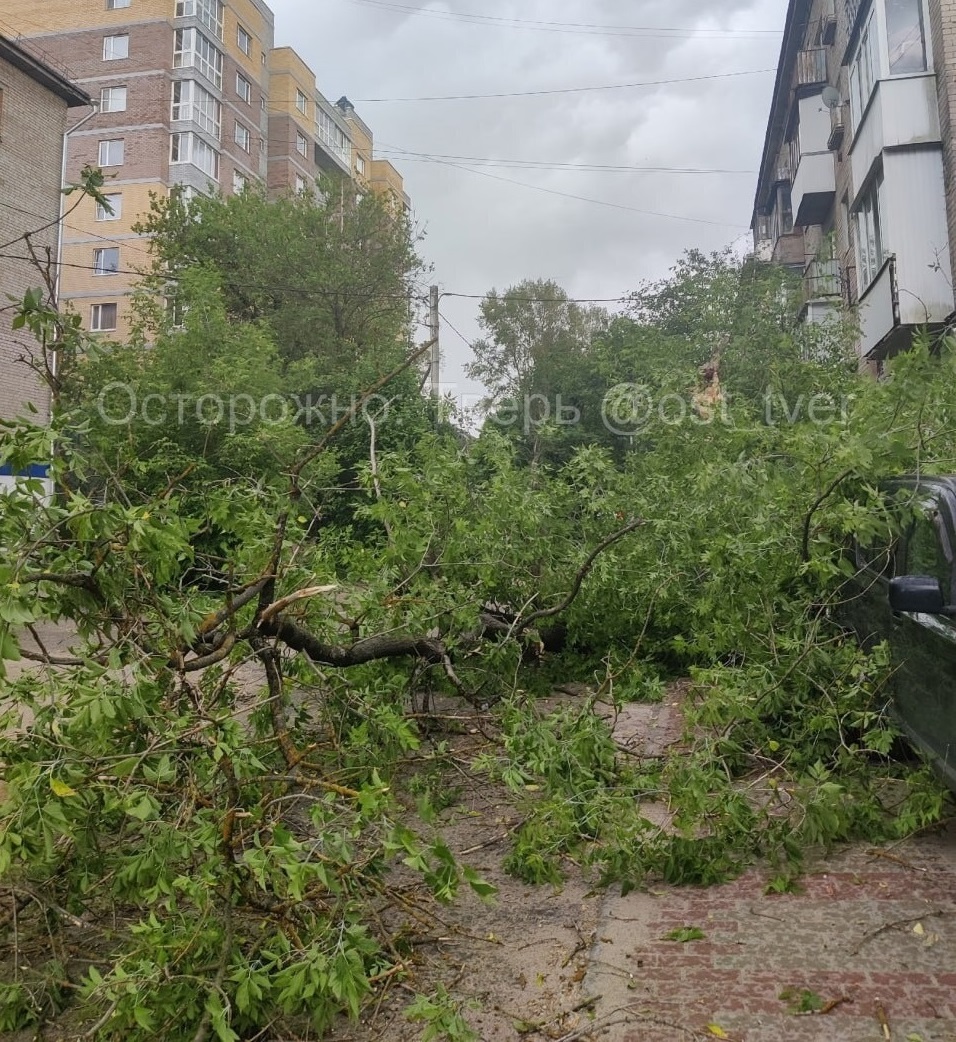 На машину в Твери упало сухое дерево На машину в Твери упало сухое дерево