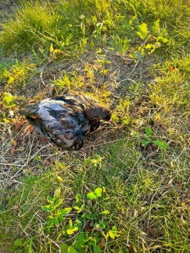 В Вышнем Волочке мальчик спас голубя из воды