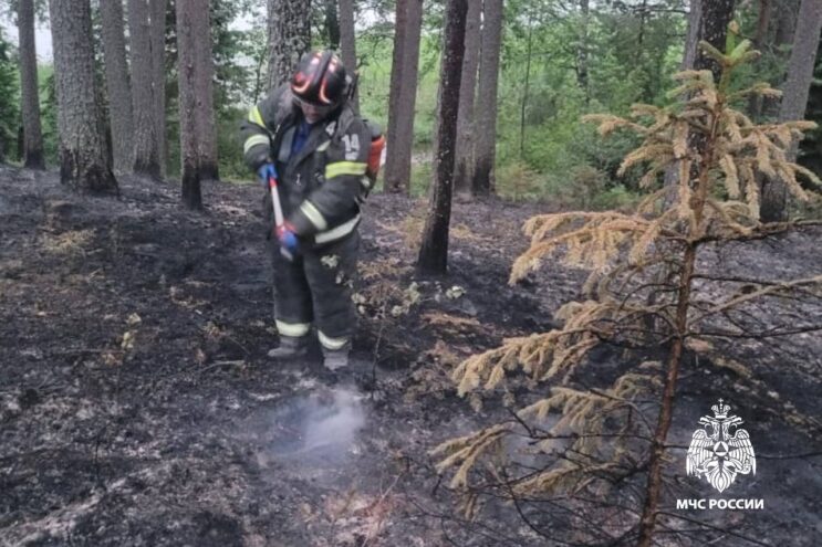 В Тверской области потушили пожар в лесу В Тверской области потушили пожар в лесу