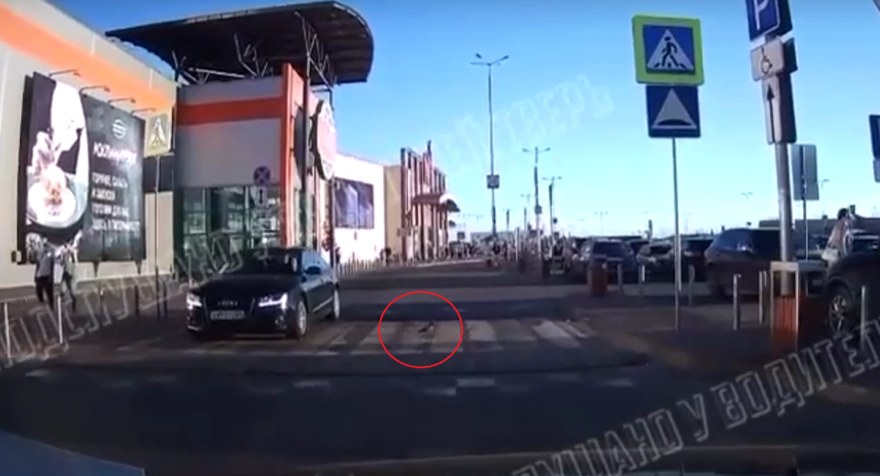 В Твери нашли самого вежливого голубя