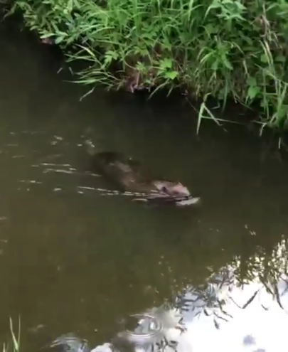 Под Тверью успели заснять плавающего в реке бобра Под Тверью успели заснять плавающего в реке бобра